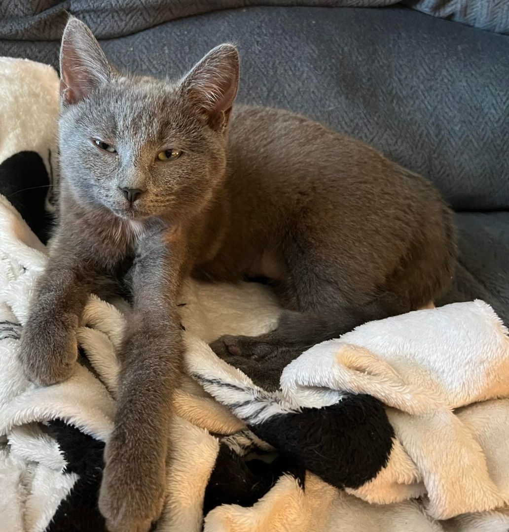 Dove, a Adoptable Domestic Medium Hair in Richmond Dale, OH image 2/5