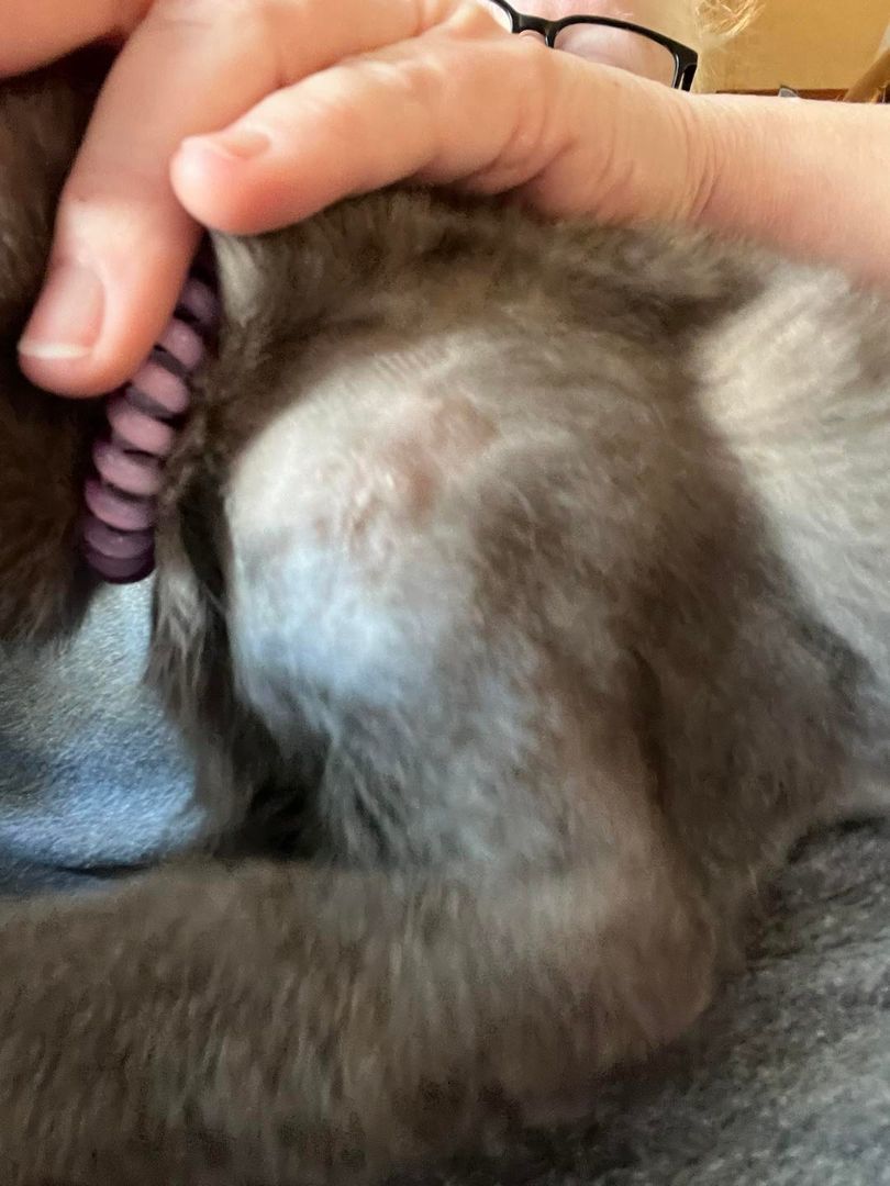 Dove, a Adoptable Domestic Medium Hair in Richmond Dale, OH image 3/5