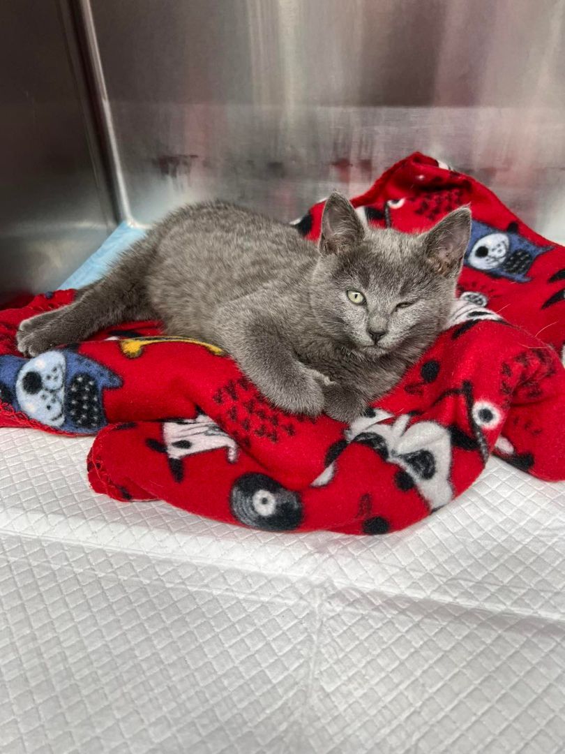 Dove, a Adoptable Domestic Medium Hair in Richmond Dale, OH image 4/5