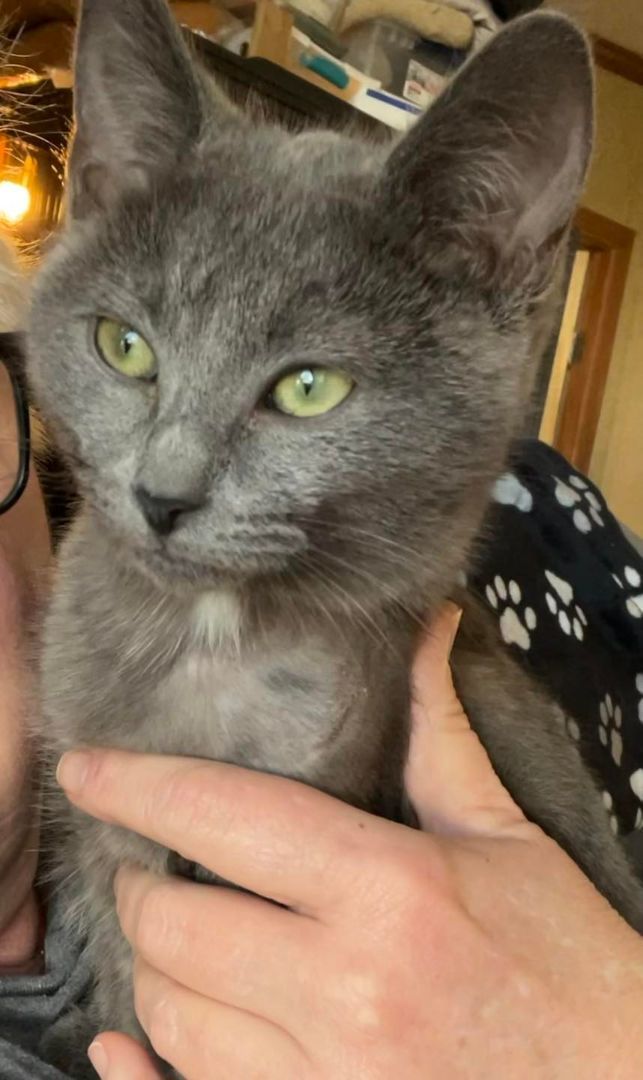 Dove, a Adoptable Domestic Medium Hair in Richmond Dale, OH image 5/5