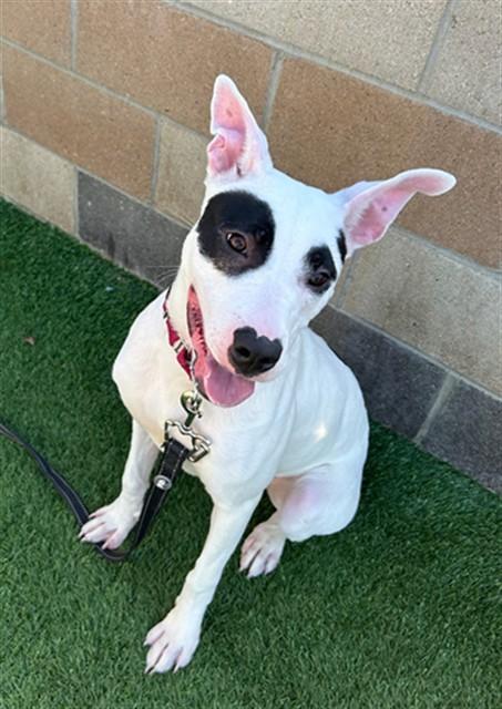 NOVA, Adoptable, Young Female Pit Bull Terrier & Mixed Breed.