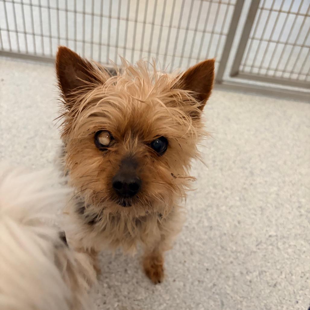 Katy, Adoptable, Senior Female Yorkshire Terrier.
