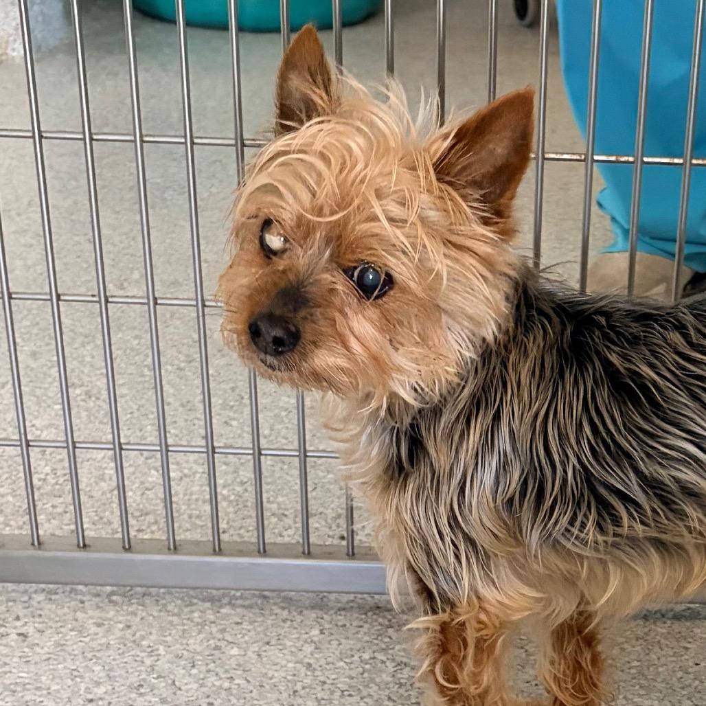 Enlarge Katy, a Adoptable Yorkshire Terrier in Pineville, MO image 3/3