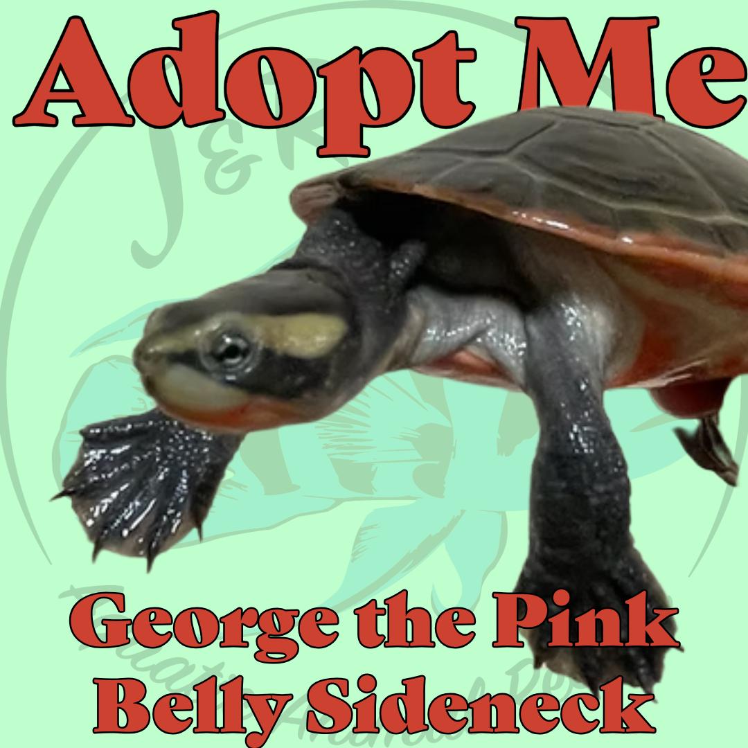 George the Pinkbelly Sidneck, Adoptable, Adult Unknown Turtle.