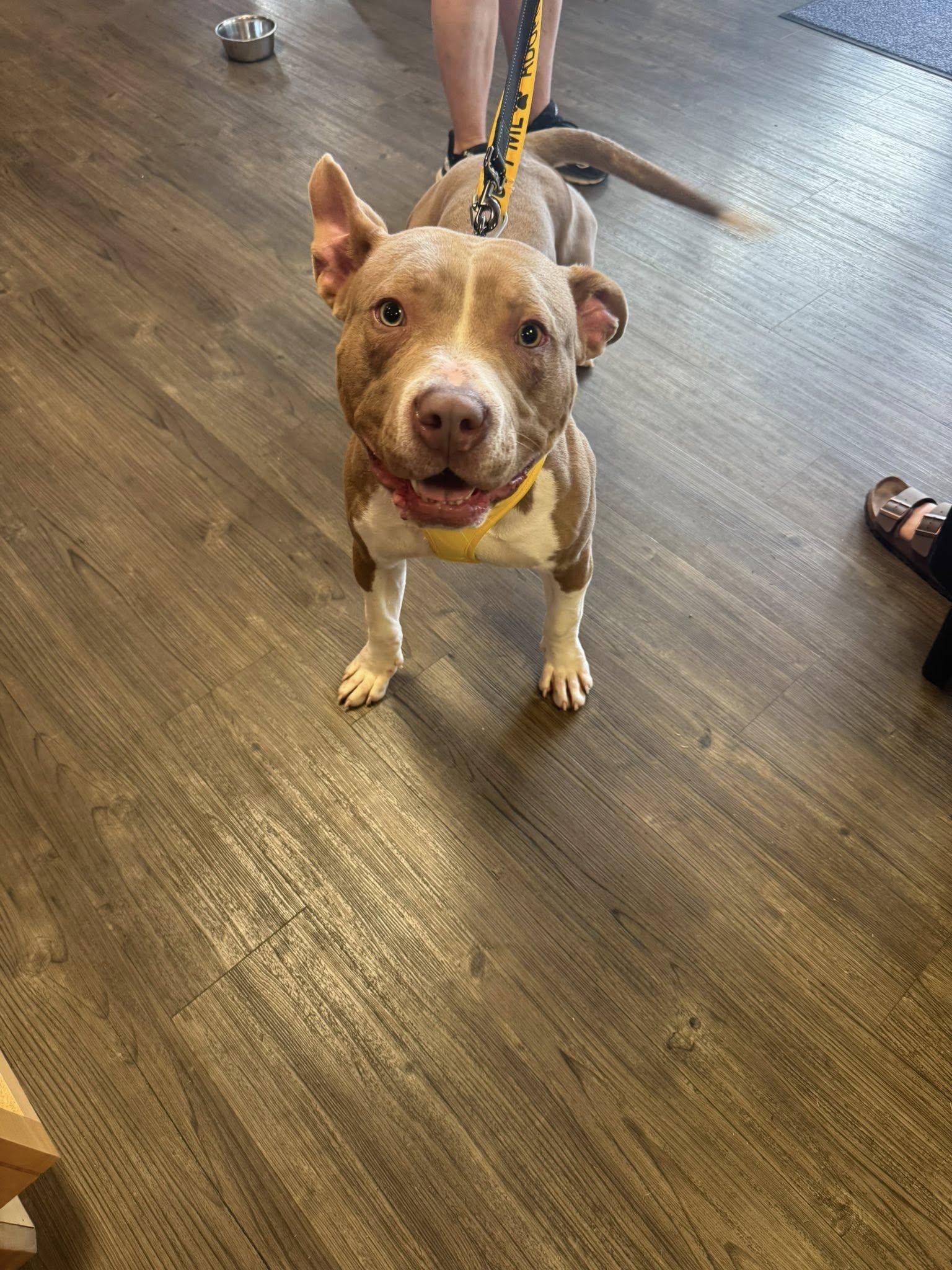 Titan, Adoptable, Adult Male Pit Bull Terrier.