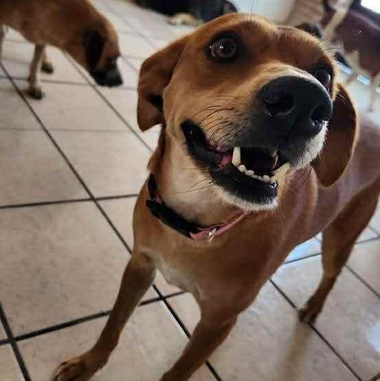 Stella, an adoptable Labrador Retriever in Bend, OR, 97701 | Photo Image 1