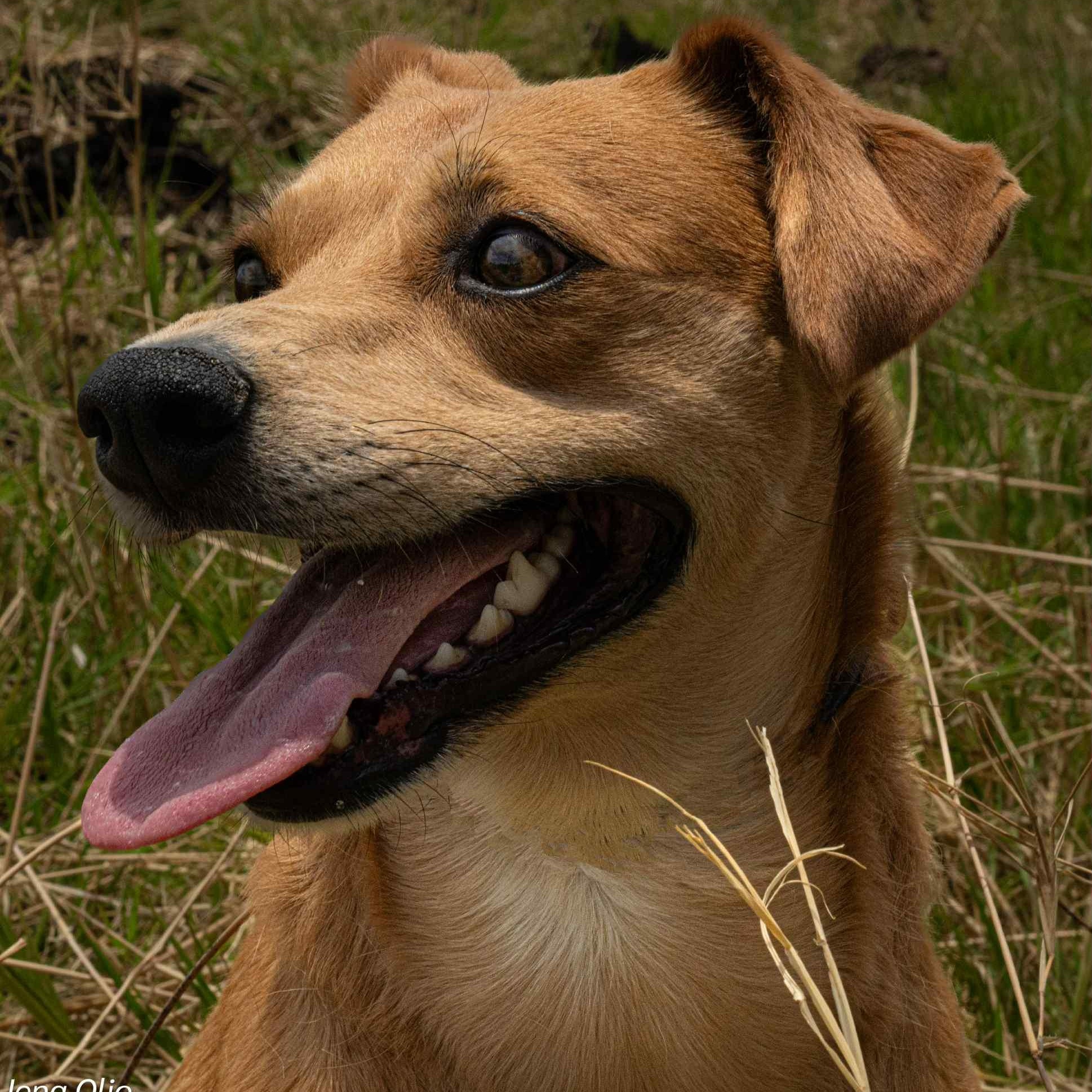 Stella, an adoptable Labrador Retriever in Bend, OR, 97701 | Photo Image 4