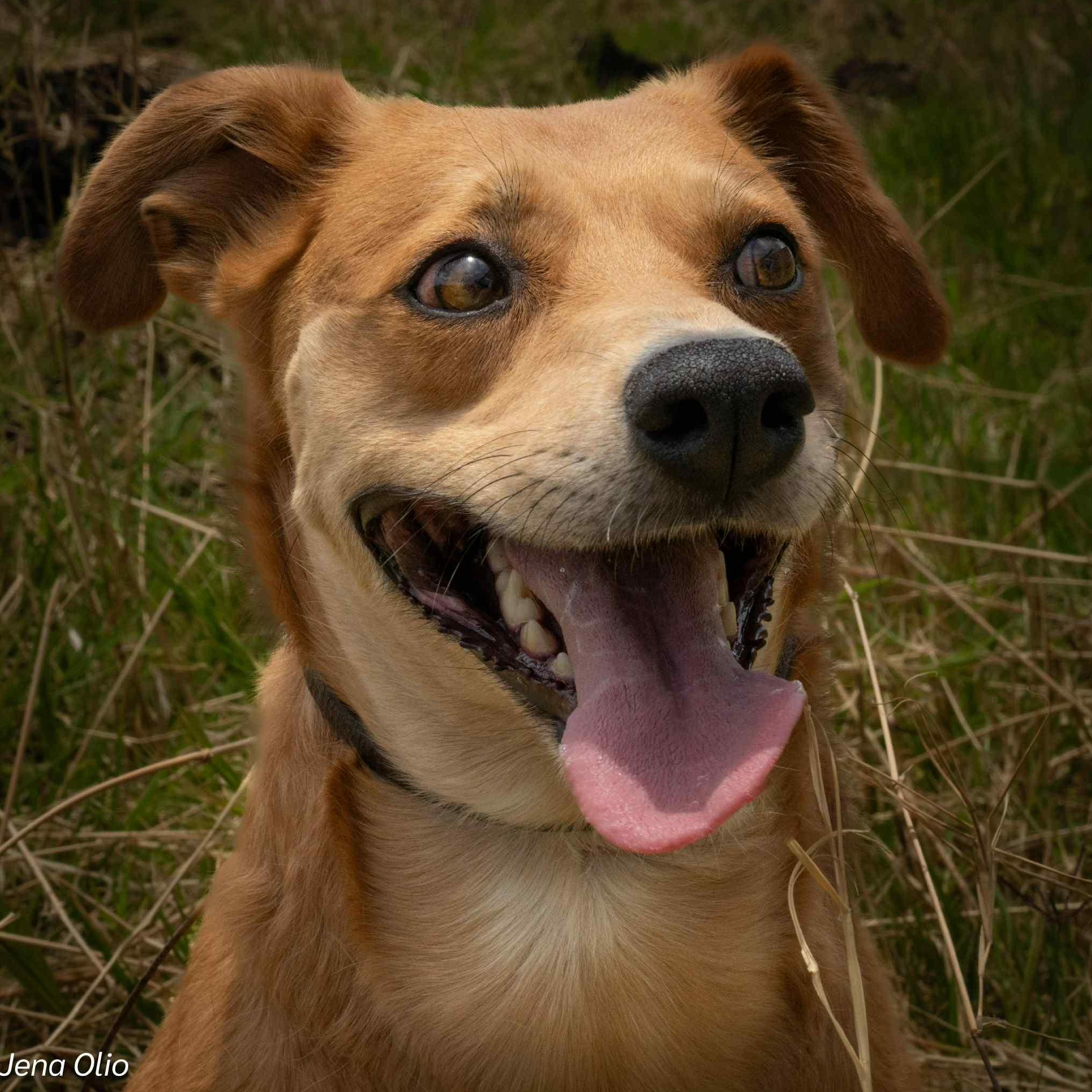 Stella, an adoptable Labrador Retriever in Bend, OR, 97701 | Photo Image 6