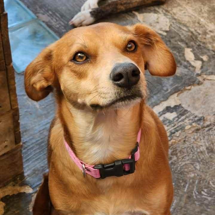 Stella, an adoptable Labrador Retriever in Bend, OR, 97701 | Photo Image 2