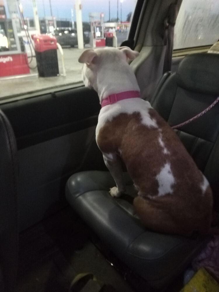 Momma Dog, Adoptable, Adult Female Pit Bull Terrier.