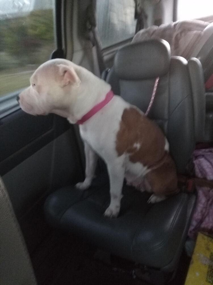 Enlarge Momma Dog, a Adoptable mixed breed in Chattanooga, TN image 2/3