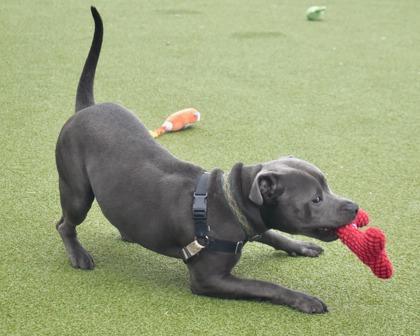 Enlarge Ozz, a Adoptable mixed breed in West Seneca, NY image 1/3