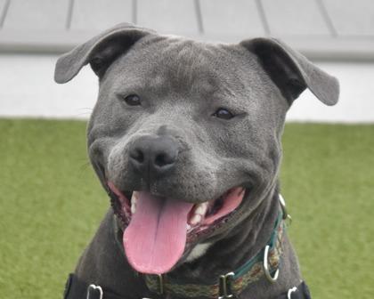 Enlarge Ozz, a Adoptable mixed breed in West Seneca, NY image 2/3