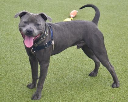 Enlarge Ozz, a Adoptable mixed breed in West Seneca, NY image 3/3