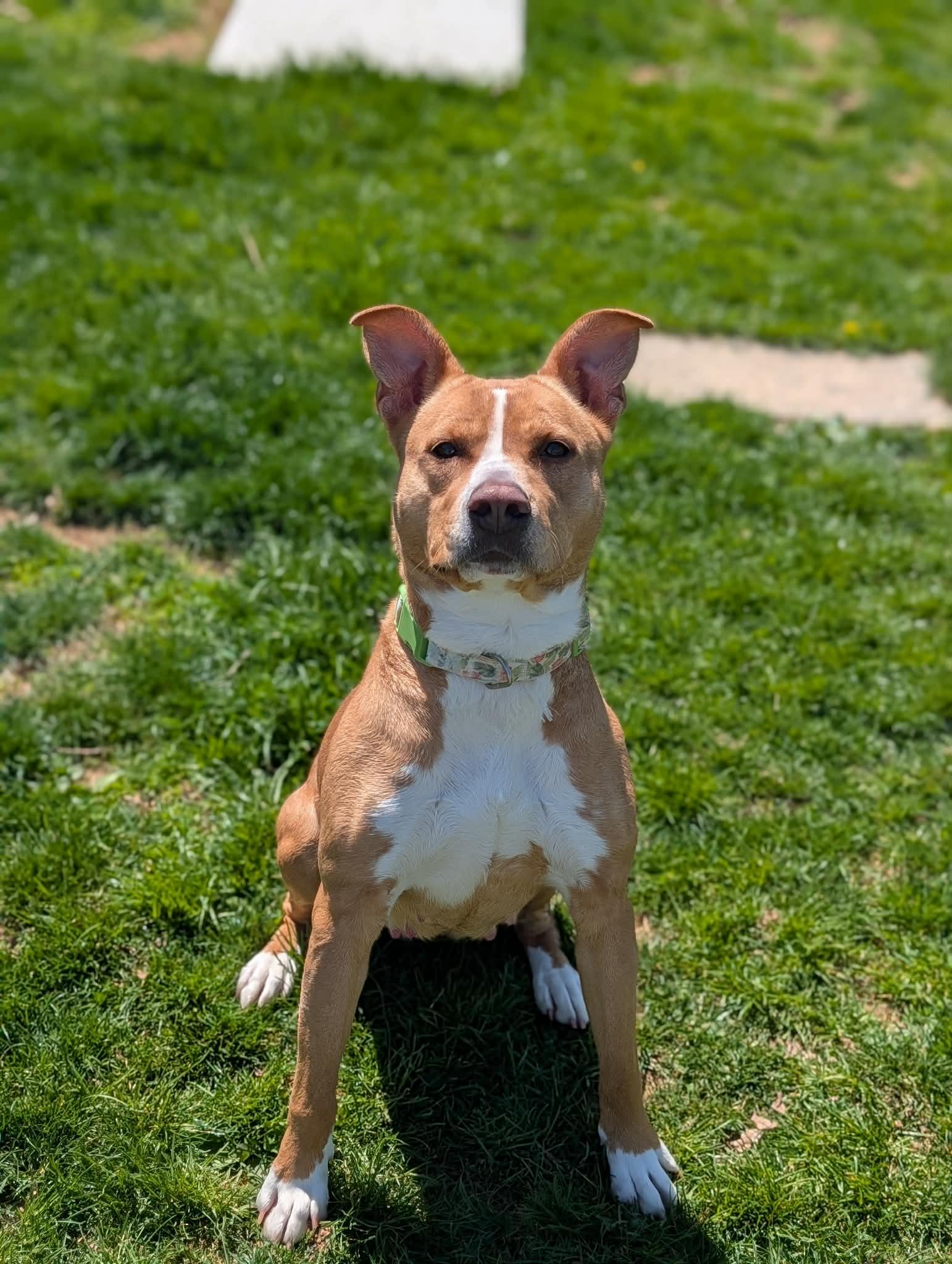 Reina, a ADOPTABLE mixed breed in Chambersburg, PA image 2/2