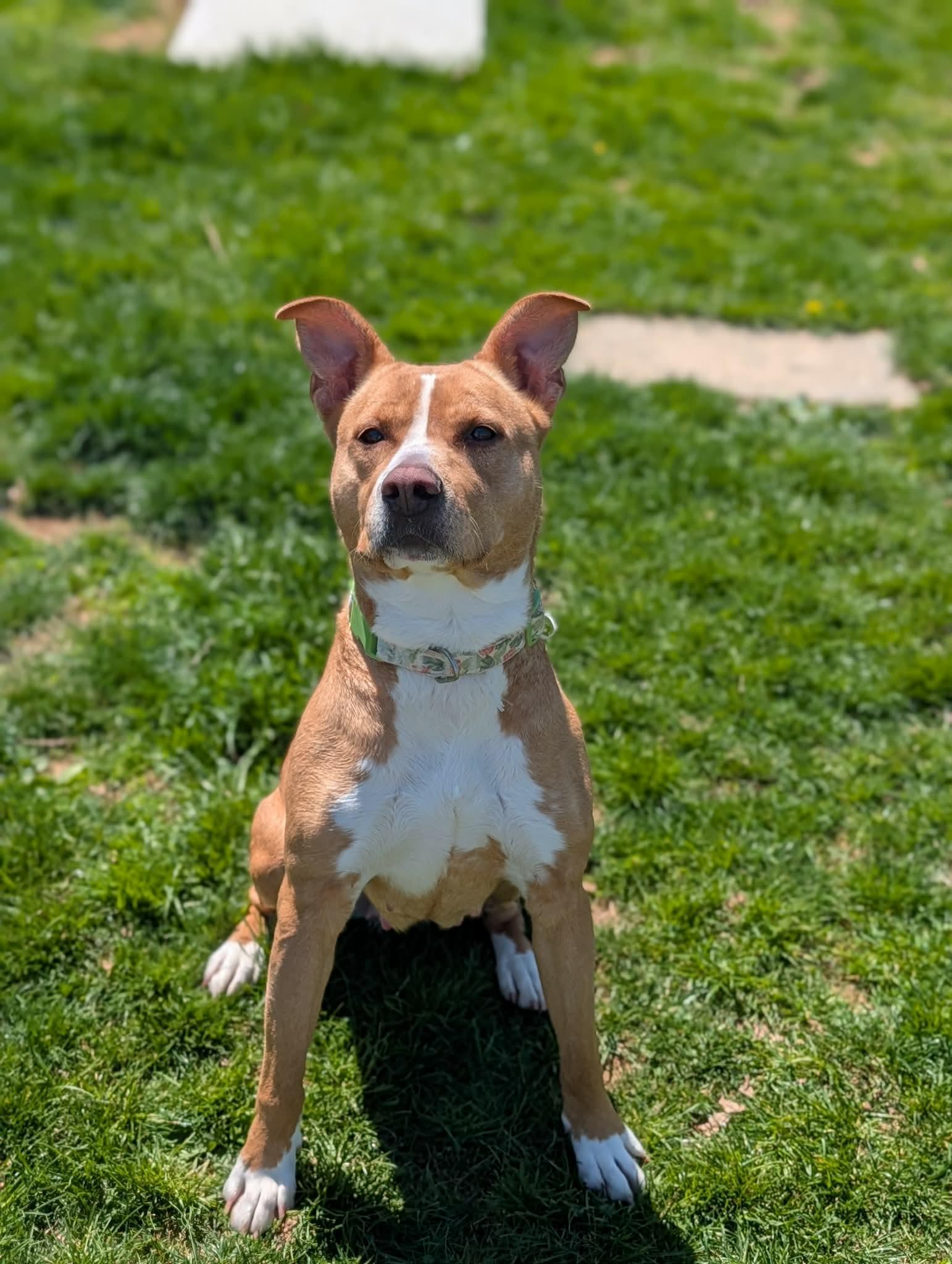 Reina, ADOPTABLE, Adult Female Terrier.