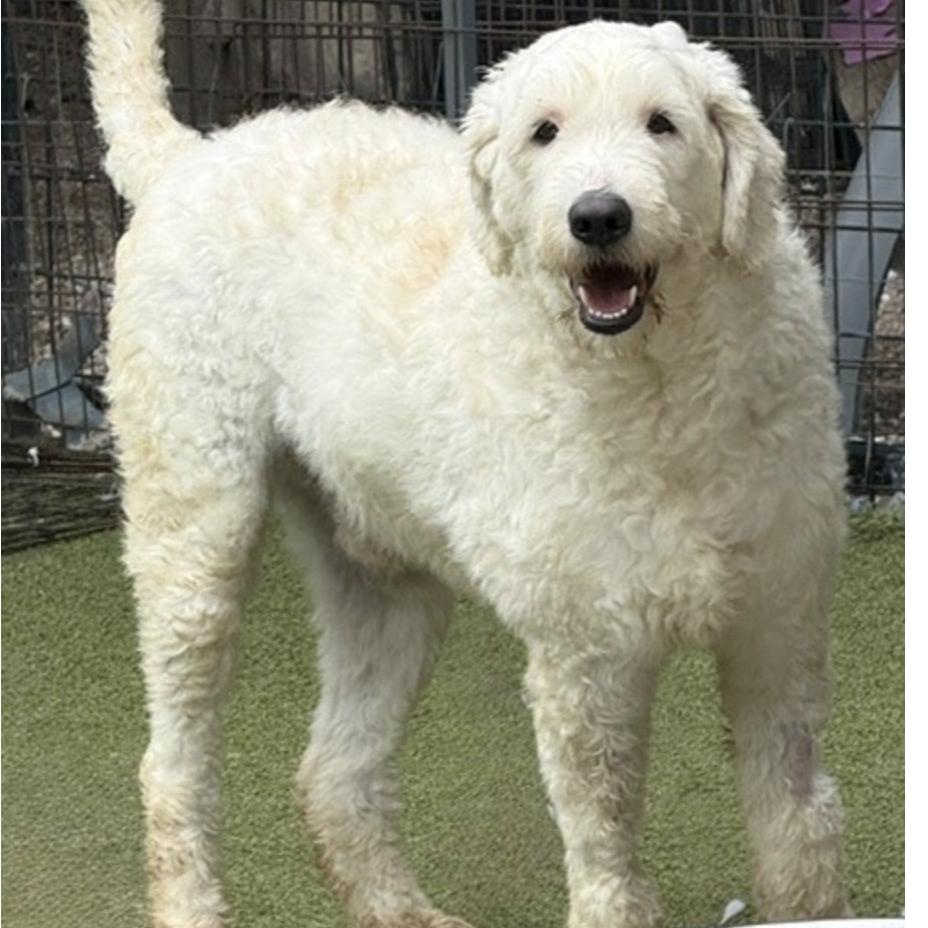 Dougal, a Adoptable mixed breed in nanuet, NY image 4/6