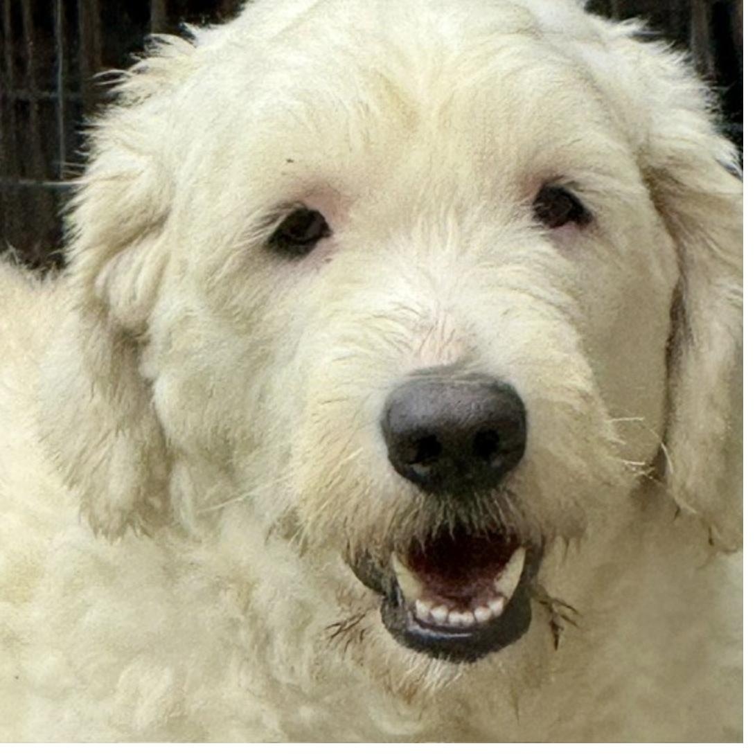 Dougal, a Adoptable mixed breed in nanuet, NY image 2/6