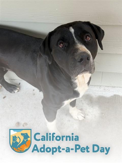 MAIZEY, Adoptable, Adult Female Pit Bull Terrier & Mixed Breed.