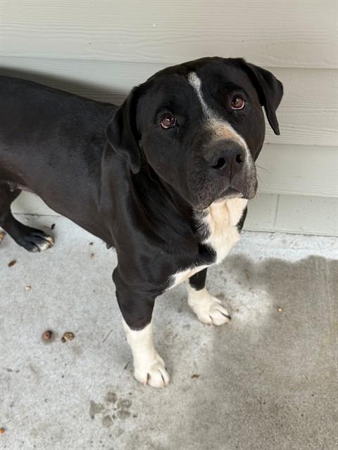 MAIZEY, Adoptable, Adult Female Pit Bull Terrier & Mixed Breed.