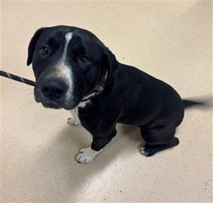 Enlarge ROSE, a Adoptable mixed breed in South Lake Tahoe, CA image 1/1