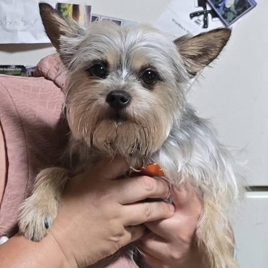 Sophia, adopted, Adult Female Yorkshire Terrier & Chihuahua.