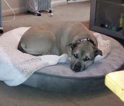 Enlarge Stella, a Adoptable mixed breed in Glendale, NY image 5/5