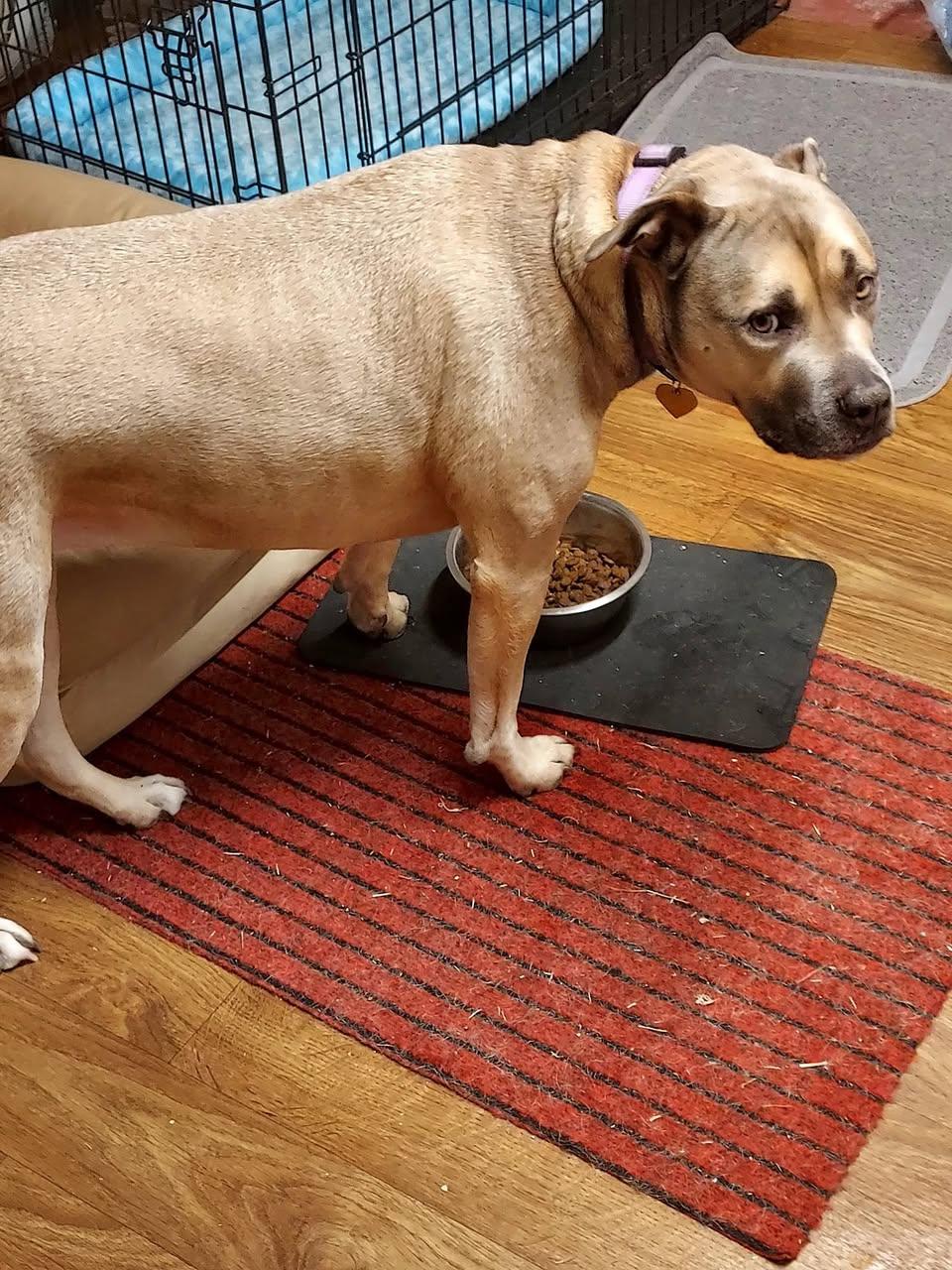 Enlarge Stella, a Adoptable mixed breed in Glendale, NY image 3/5