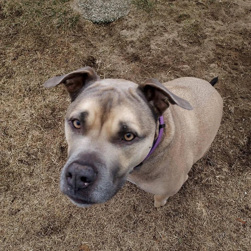 Enlarge Stella, a Adoptable mixed breed in Glendale, NY image 1/5