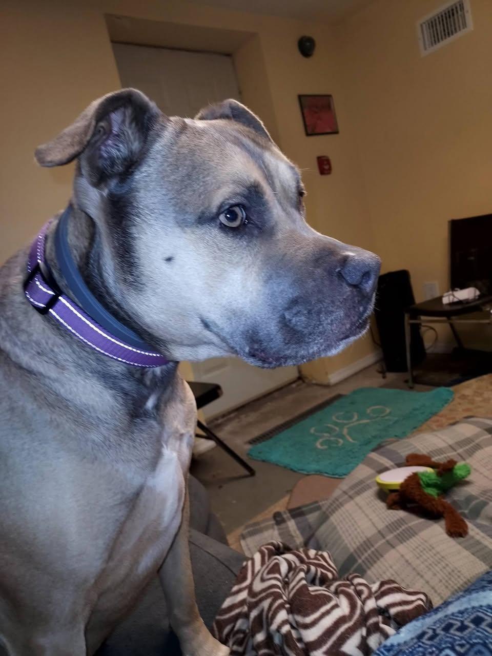 Enlarge Stella, a Adoptable mixed breed in Glendale, NY image 2/5