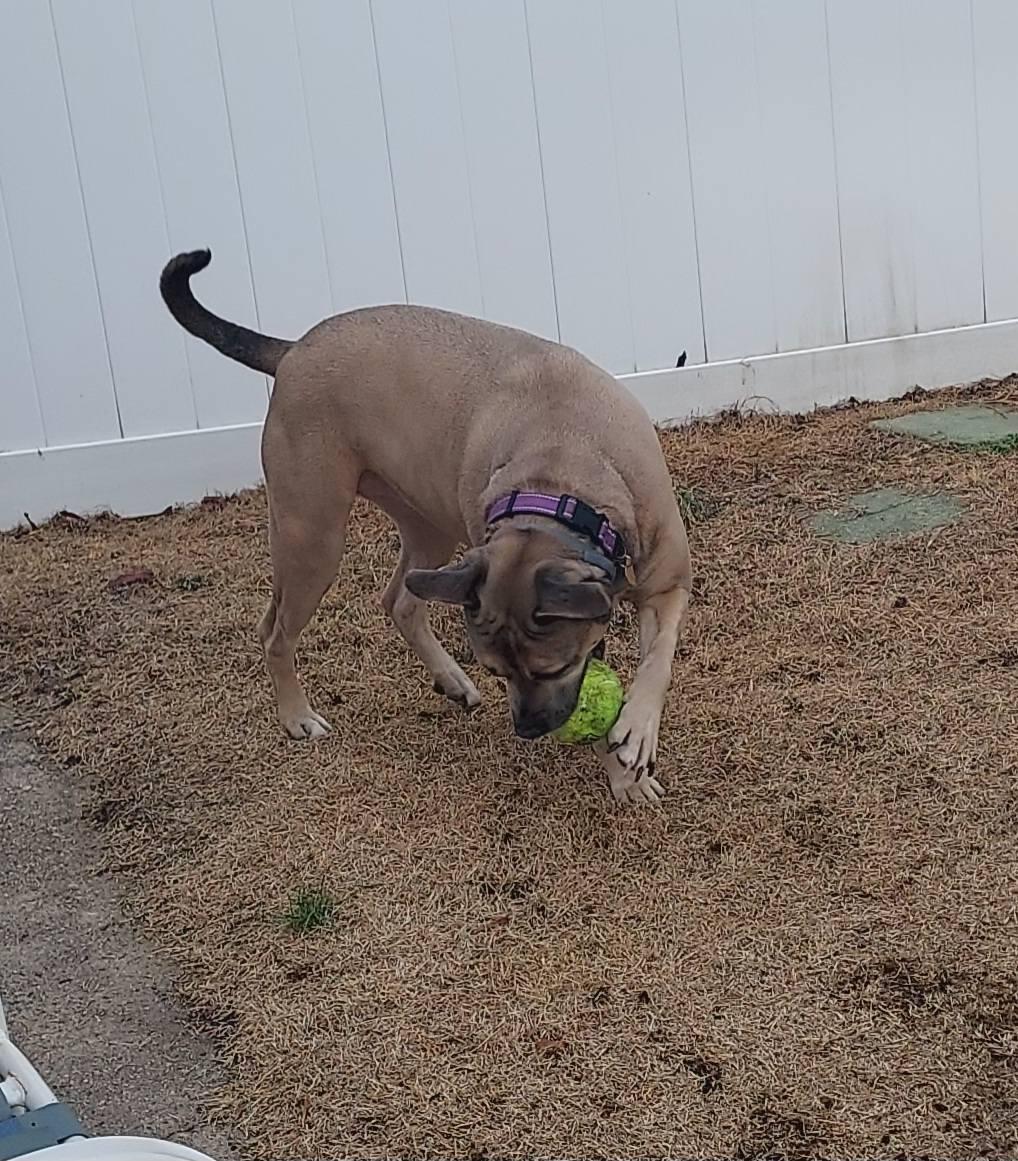 Enlarge Stella, a Adoptable mixed breed in Glendale, NY image 4/5