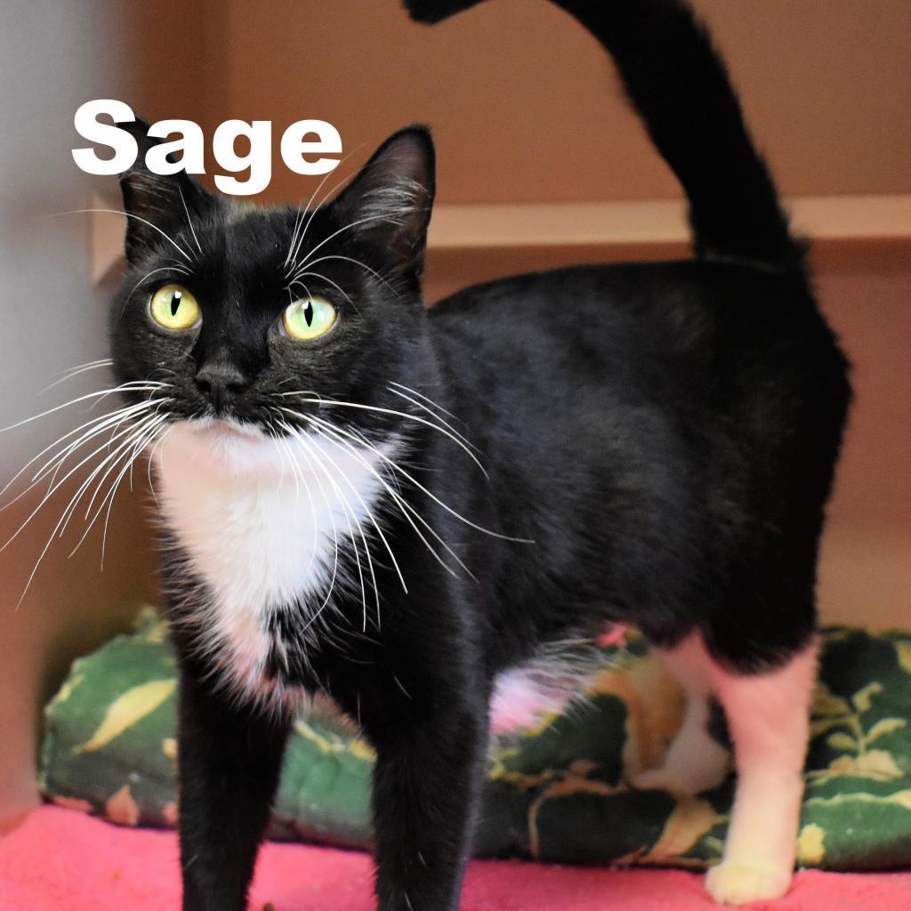 Enlarge Sage 260104, a Adoptable Domestic Short Hair in Escanaba, MI image 1/3