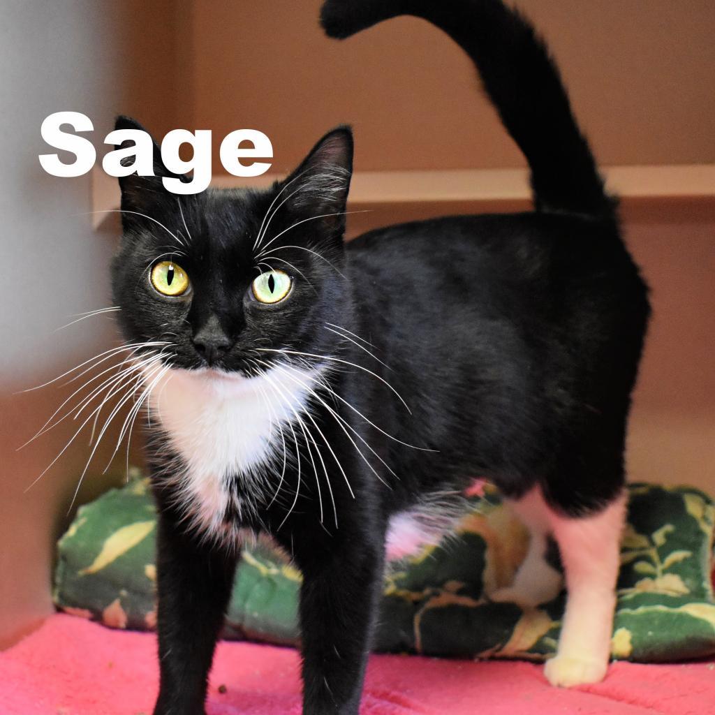 Enlarge Sage 260104, a Adoptable Domestic Short Hair in Escanaba, MI image 2/3