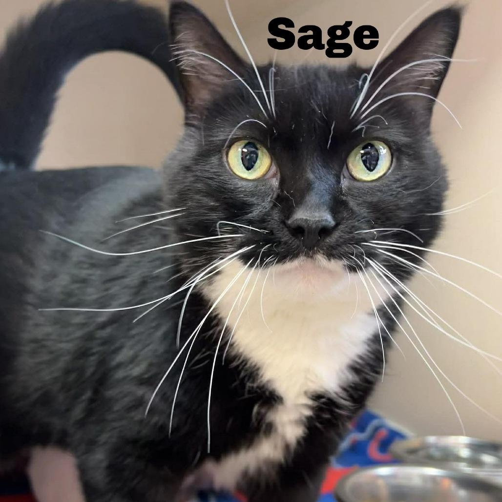 Enlarge Sage 260104, a Adoptable Domestic Short Hair in Escanaba, MI image 3/3