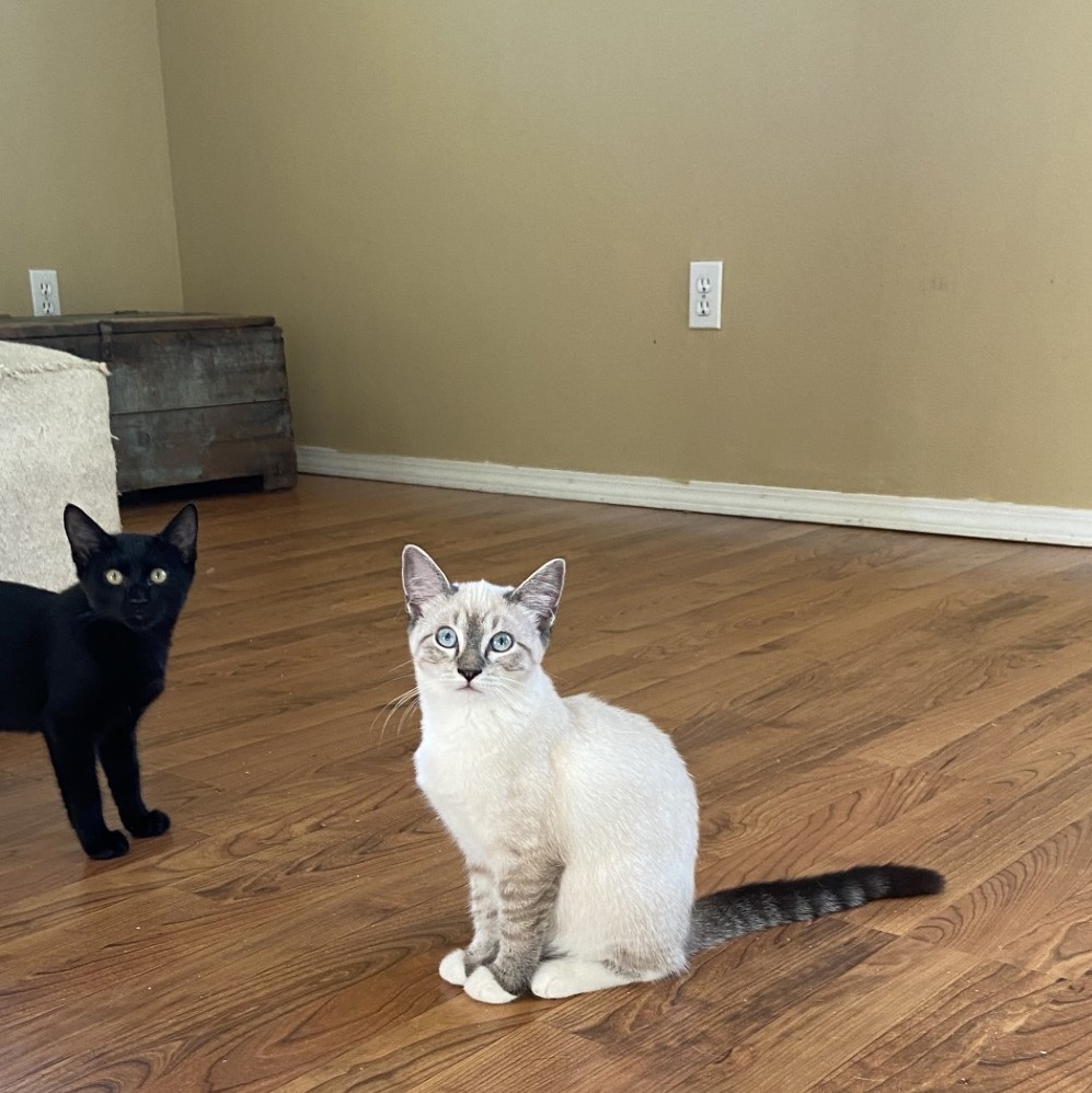 Enlarge Diane, a Adopted Siamese in Springdale, AR image 1/1