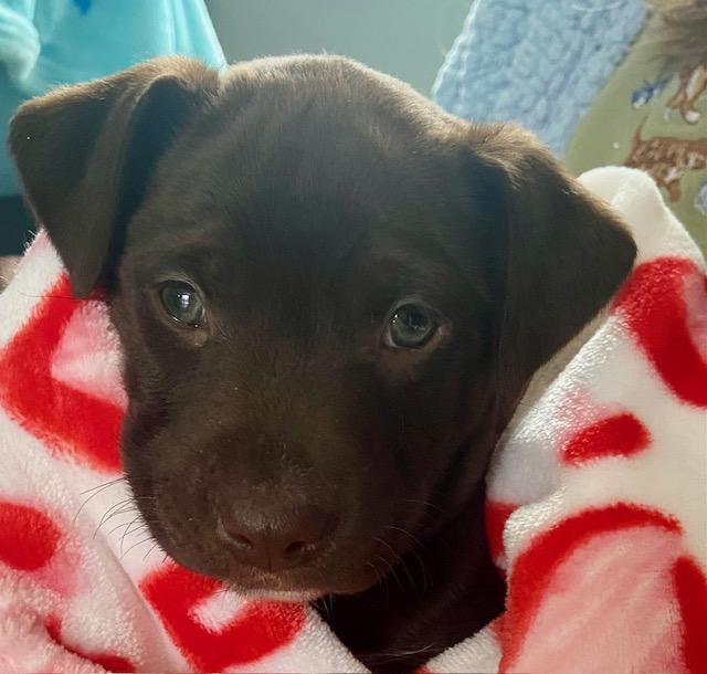 Enlarge Gunner, an adopted mixed breed in New Albany, OH image 1/1