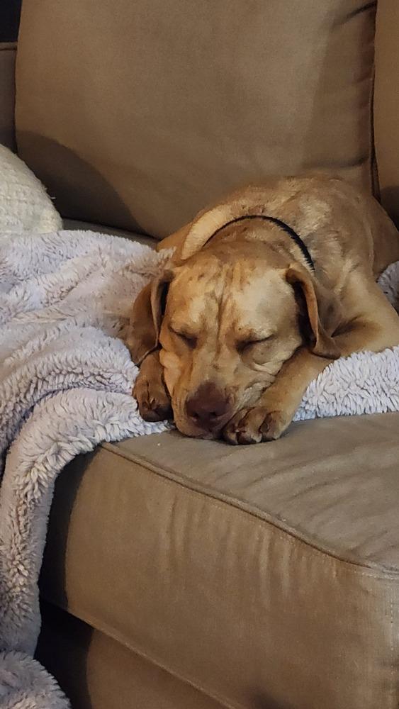 Jazz, Adoptable, Puppy Female Foxhound & English Bulldog.