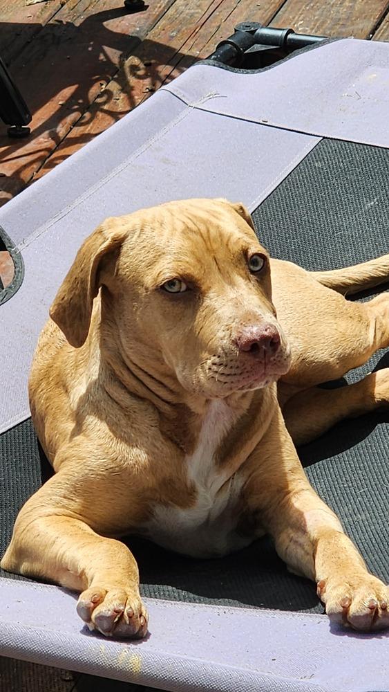 Enlarge Jazz, a Adoptable mixed breed in Wake Forest, NC image 2/6