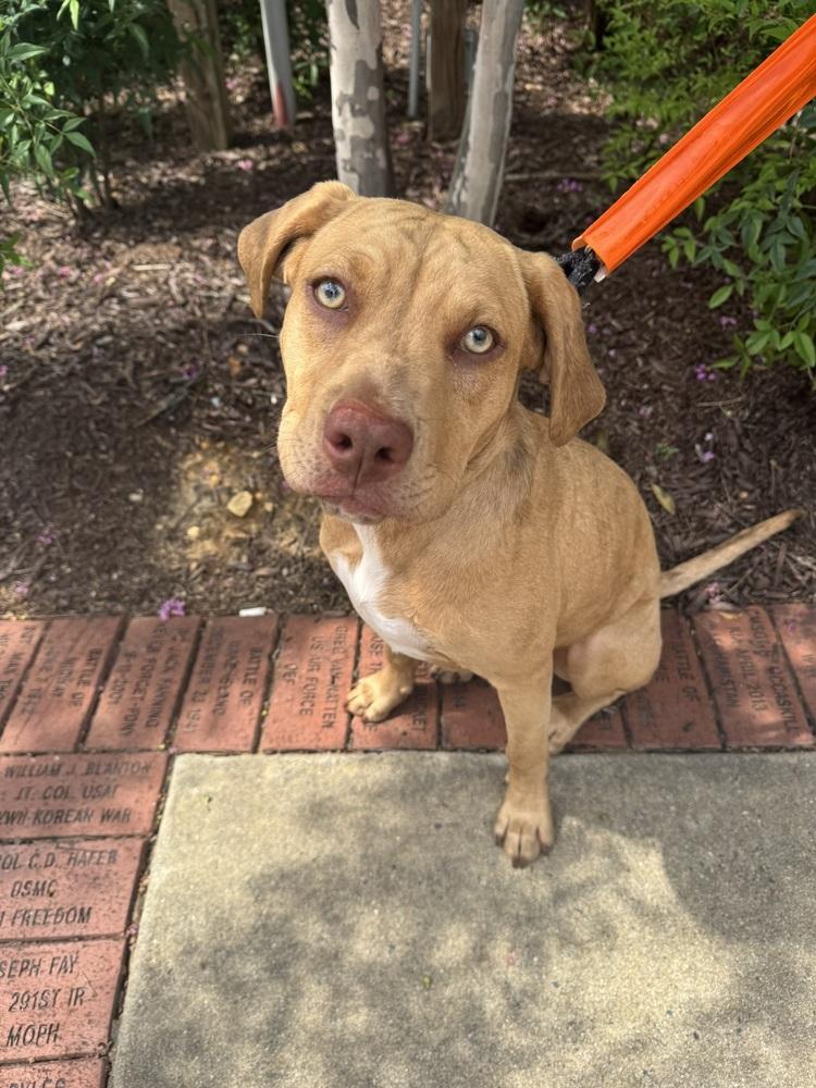 Enlarge Jazz, a Adoptable mixed breed in Wake Forest, NC image 4/6