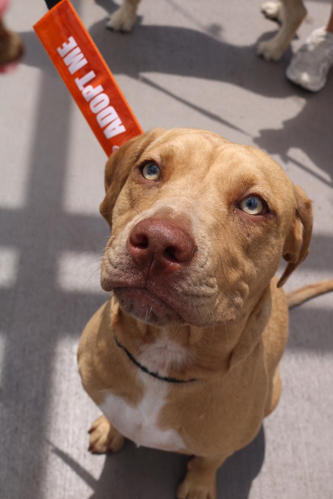 Enlarge Jazz, a Adoptable mixed breed in Wake Forest, NC image 5/6