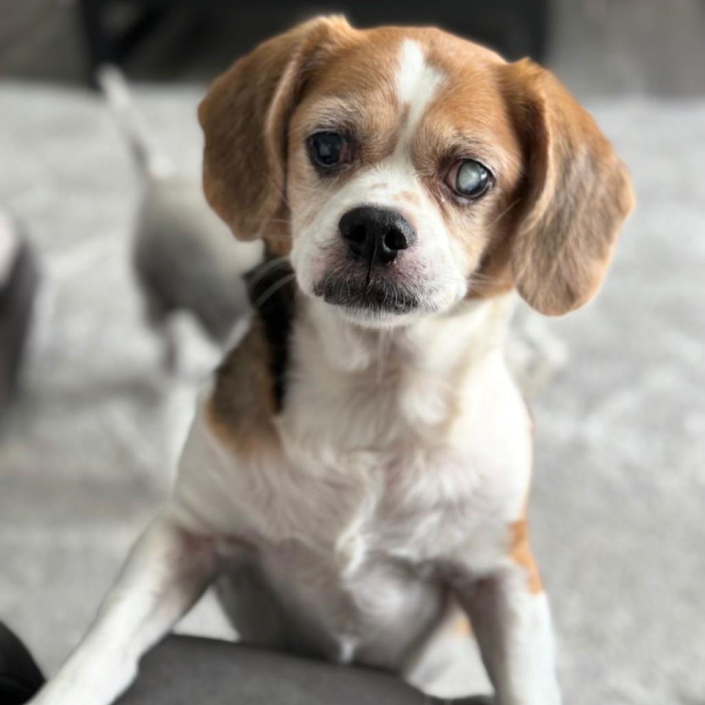 Precious II, Adoptable, Senior Female Beagle & Pug.