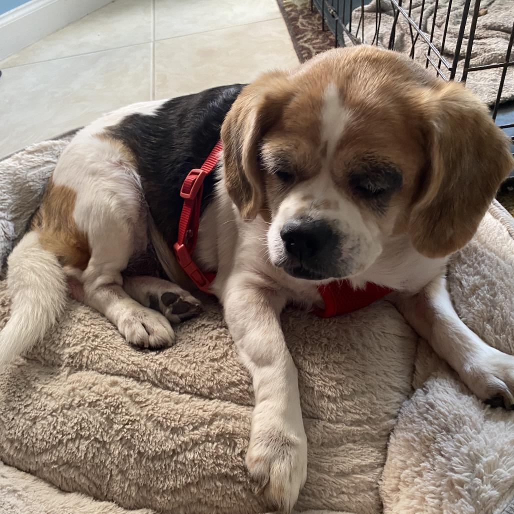 Enlarge Precious II, a Adoptable mixed breed in Miami, FL image 2/3