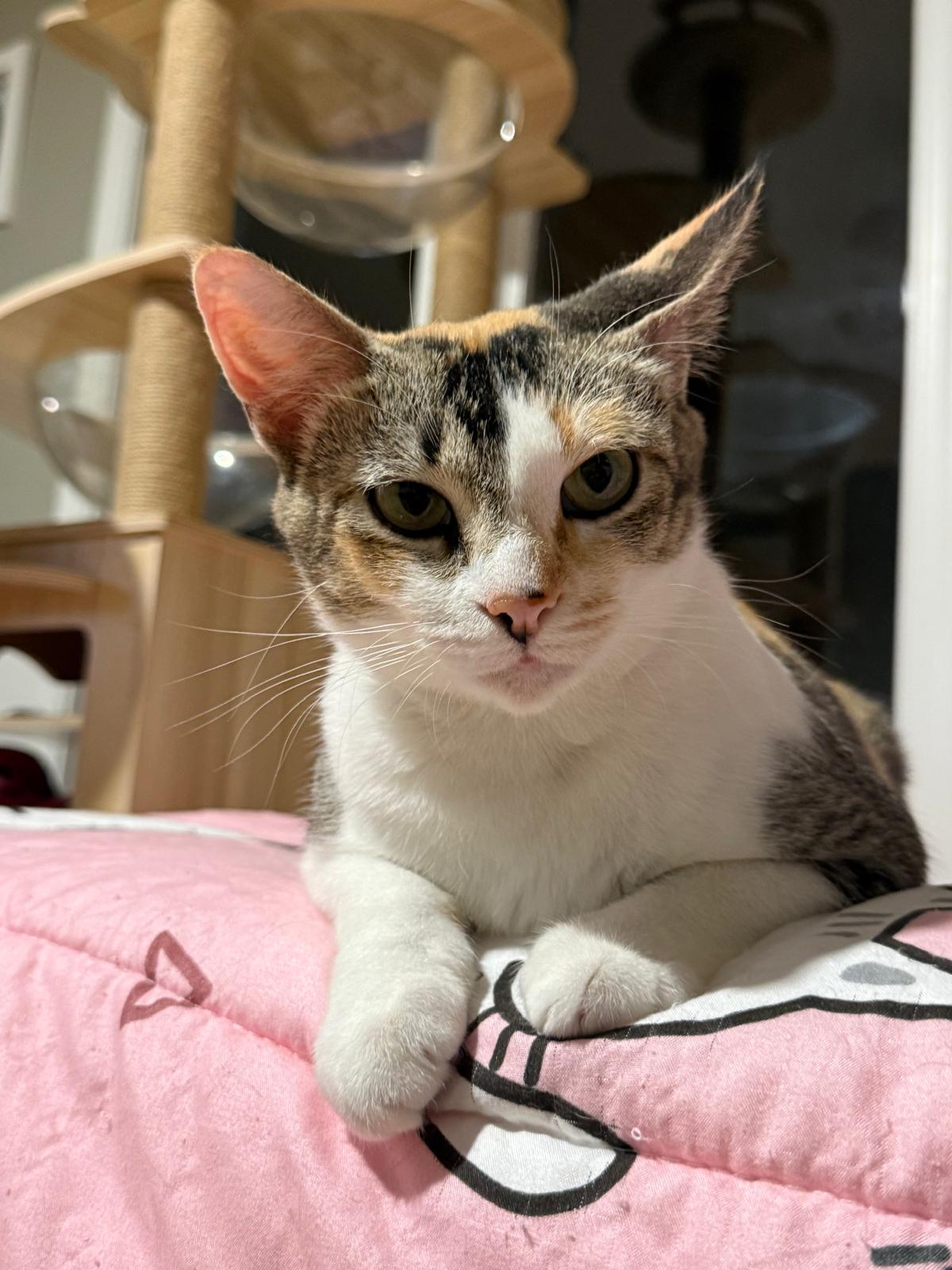 Enlarge Serenity, a Adoptable Calico in Sandy Springs, GA image 3/5