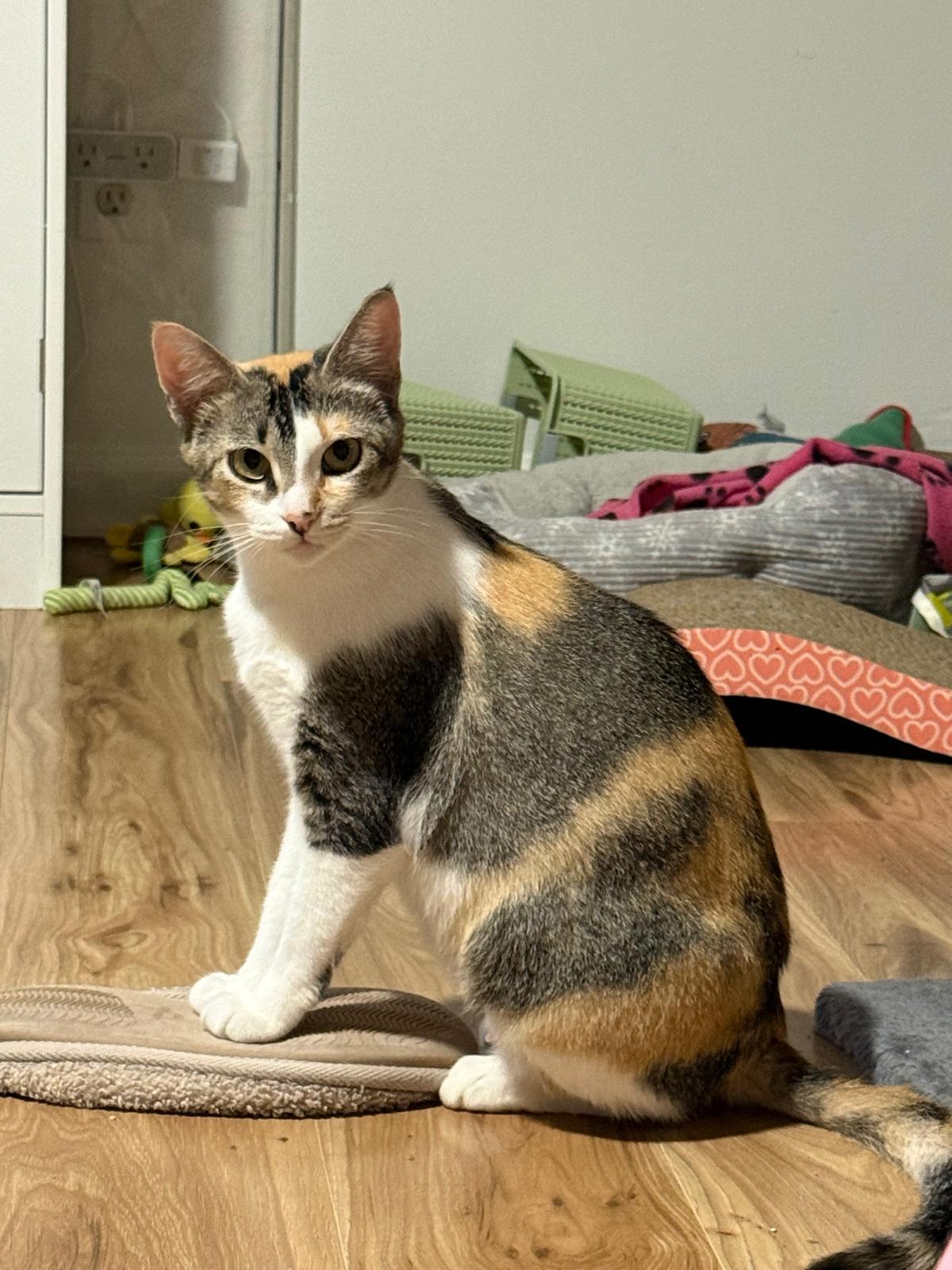 Enlarge Serenity, a Adoptable Calico in Sandy Springs, GA image 4/5