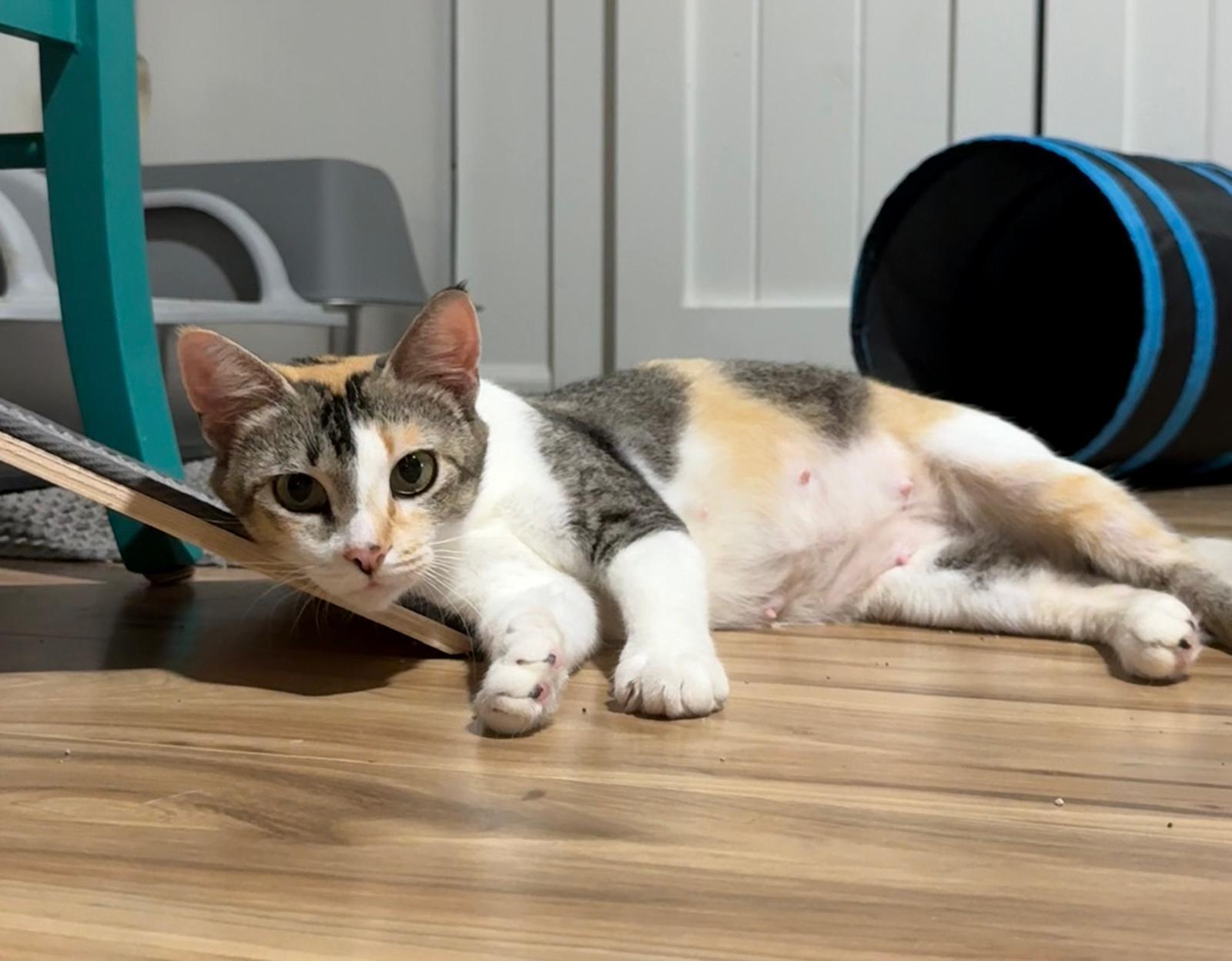 Enlarge Serenity, a Adoptable Calico in Sandy Springs, GA image 2/5