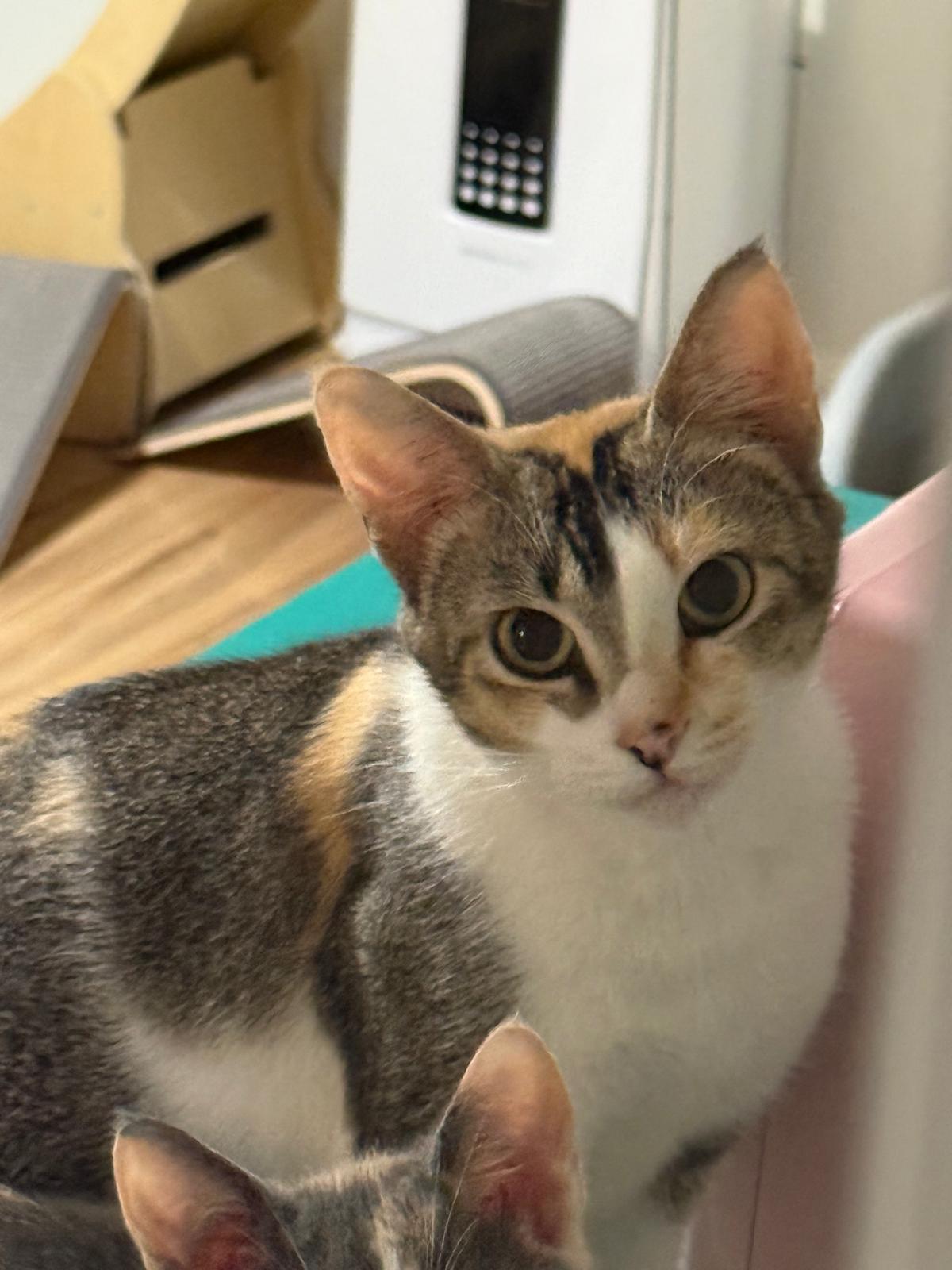 Enlarge Serenity, a Adoptable Calico in Sandy Springs, GA image 5/5