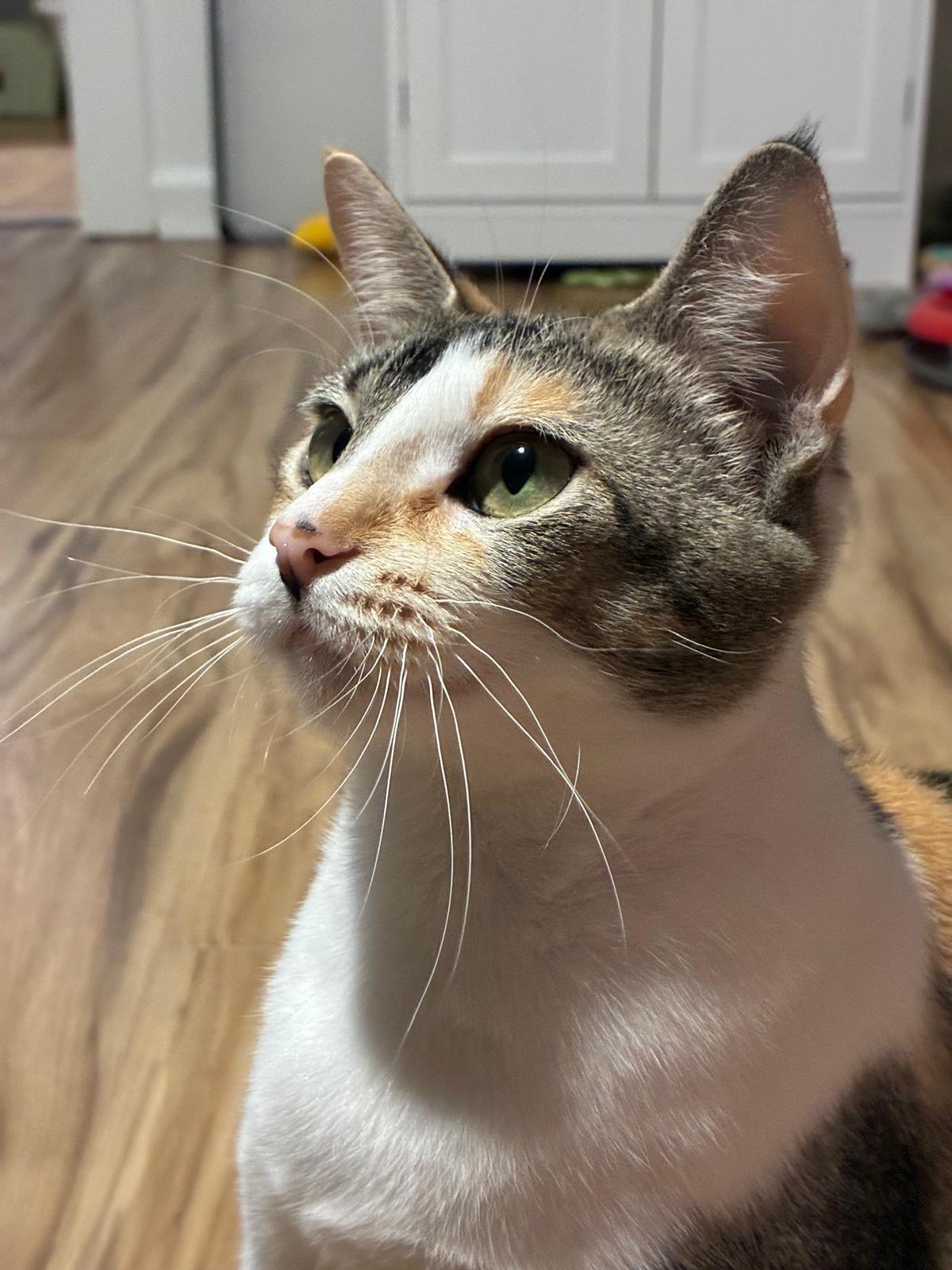 Serenity, Adoptable, Adult Female Calico.