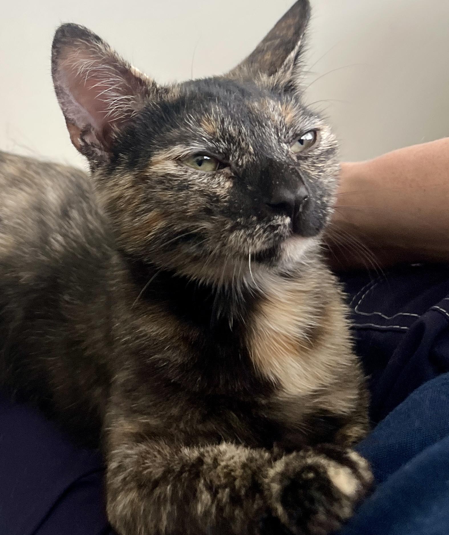 Dancer and Prancer, an adopted Domestic Short Hair in Fairfax, VA image 6/6