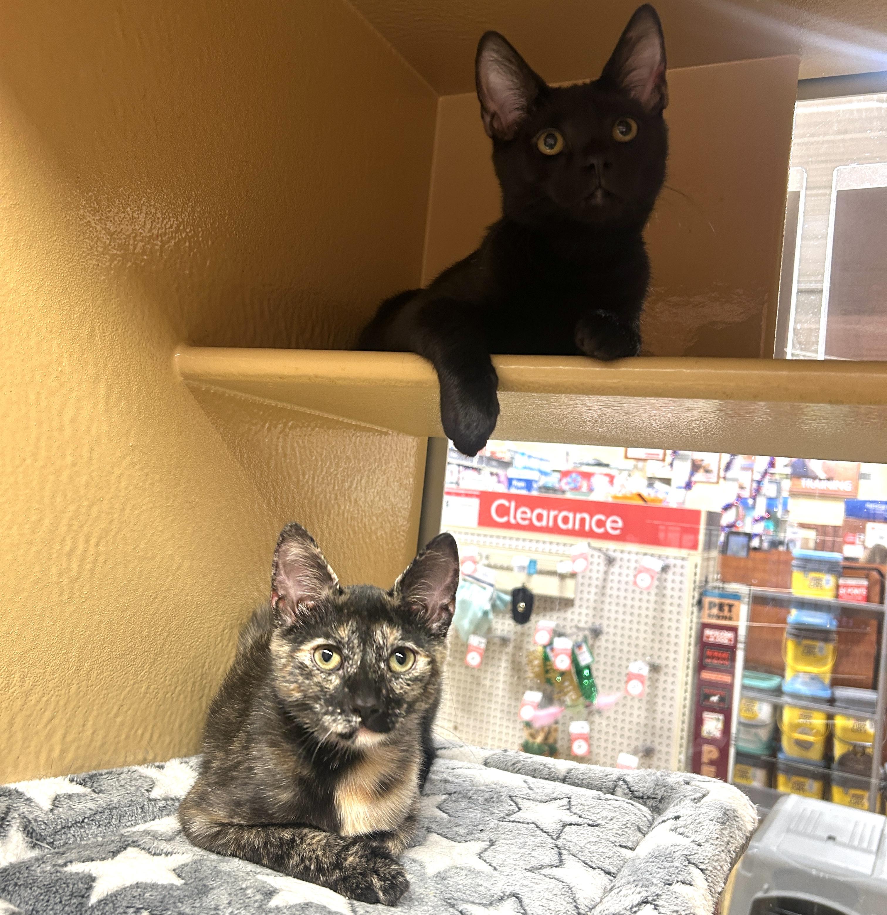 Dancer and Prancer, an adopted Domestic Short Hair in Fairfax, VA image 5/6