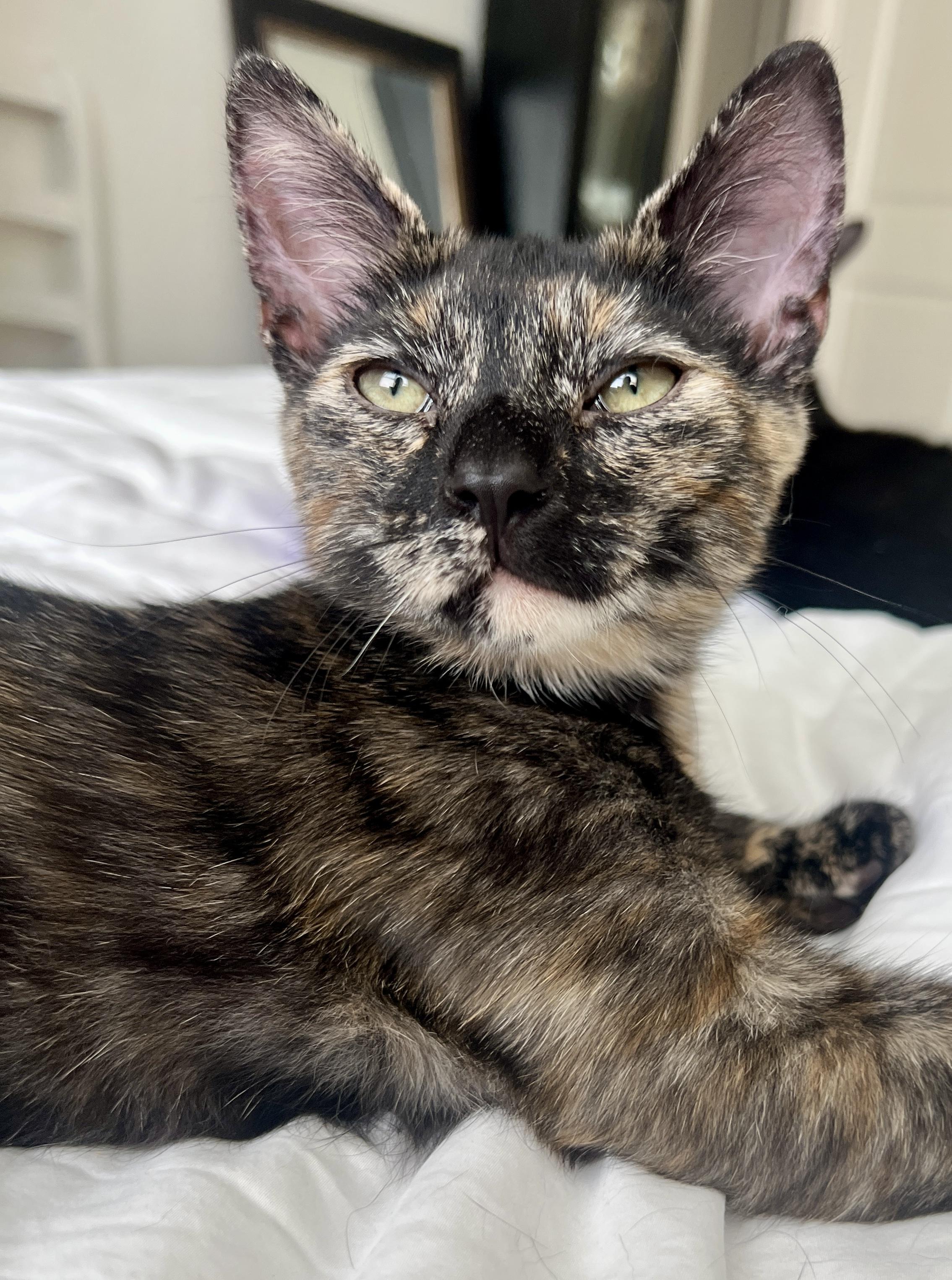 Dancer and Prancer, an adopted Domestic Short Hair in Fairfax, VA image 3/6